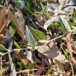 Mirbelia platylobioides at Bombay, NSW - 11 Aug 2024