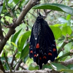 Papilio aegeus (Orchard Swallowtail, Large Citrus Butterfly) at Higgins, ACT - 15 Jan 2024 by Jennybach