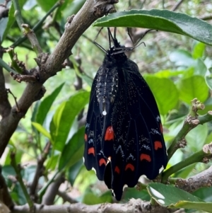 Papilio aegeus at Higgins, ACT - 16 Jan 2024