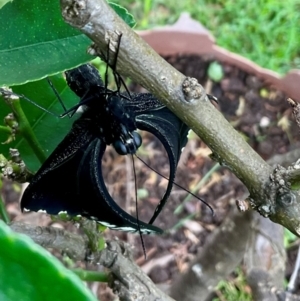 Papilio aegeus at Higgins, ACT - 16 Jan 2024