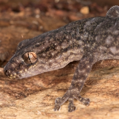 Christinus marmoratus (Southern Marbled Gecko) at Fraser, ACT - 11 Aug 2024 by kasiaaus