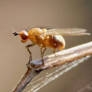 Lauxaniidae (family) at Moruya, NSW - suppressed