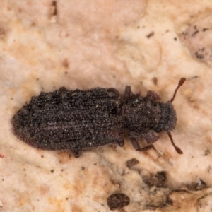 Zopheridae sp. (family) at Fraser, ACT - 11 Aug 2024