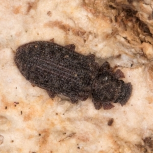 Zopheridae sp. (family) at Fraser, ACT - 11 Aug 2024 06:15 PM