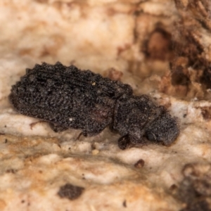 Zopheridae sp. (family) at Fraser, ACT - 11 Aug 2024