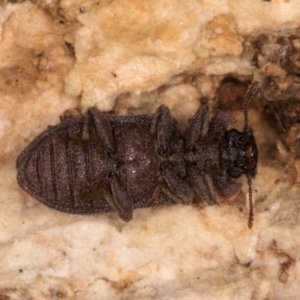 Zopheridae sp. (family) at Fraser, ACT - 11 Aug 2024