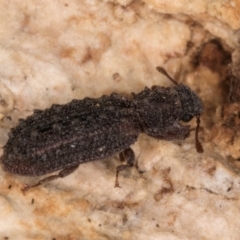 Zopheridae sp. (family) at Fraser, ACT - 11 Aug 2024 06:15 PM