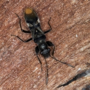 Daerlac apicalis at Fraser, ACT - 11 Aug 2024 06:20 PM