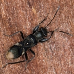 Daerlac apicalis at Fraser, ACT - 11 Aug 2024 06:20 PM