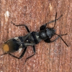 Daerlac apicalis at Fraser, ACT - 11 Aug 2024 06:20 PM