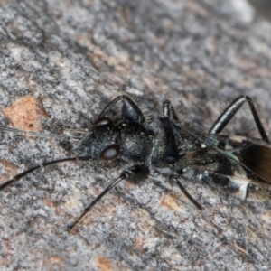 Daerlac apicalis at Fraser, ACT - 11 Aug 2024 06:20 PM