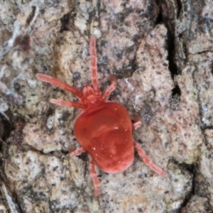 Trombidiidae (family) at Fraser, ACT - 11 Aug 2024