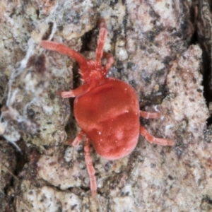 Trombidiidae (family) at Fraser, ACT - 11 Aug 2024