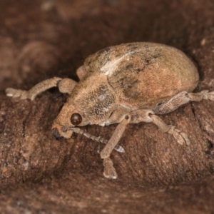 Gonipterus scutellatus at Fraser, ACT - 11 Aug 2024