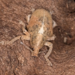 Gonipterus scutellatus at Fraser, ACT - 11 Aug 2024