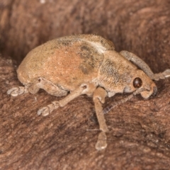 Gonipterus scutellatus at Fraser, ACT - 11 Aug 2024