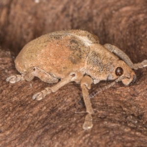 Gonipterus scutellatus at Fraser, ACT - 11 Aug 2024