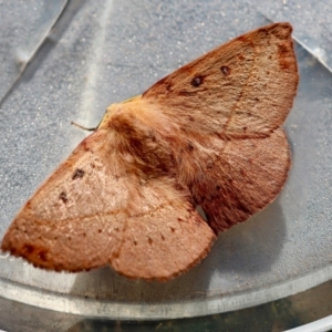 Anthela acuta at Moruya, NSW - suppressed