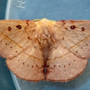 Anthela acuta at Moruya, NSW - suppressed