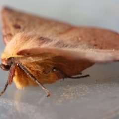 Anthela acuta at Moruya, NSW - suppressed