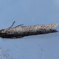 Lepidoscia (genus) ADULT (A Case moth) at Moruya, NSW - 11 Aug 2024 by LisaH