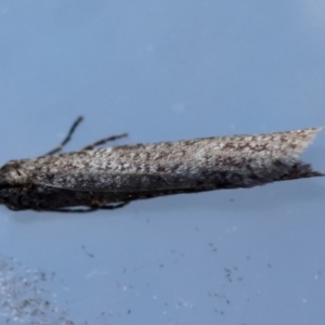 Lepidoscia (genus) ADULT at Moruya, NSW - suppressed