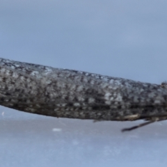 Lepidoscia (genus) ADULT at Moruya, NSW - suppressed