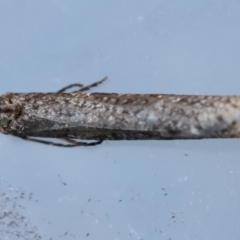 Lepidoscia (genus) ADULT at Moruya, NSW - suppressed