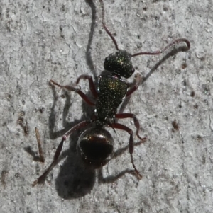 Polyrhachis hookeri at Bruce, ACT - 11 Aug 2024