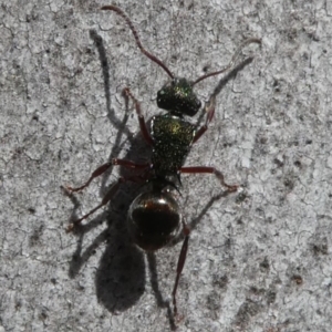 Polyrhachis hookeri at Bruce, ACT - 11 Aug 2024