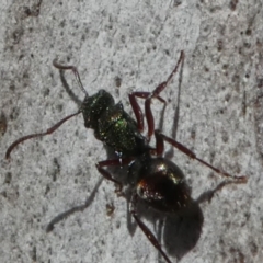 Polyrhachis hookeri at Bruce, ACT - 11 Aug 2024