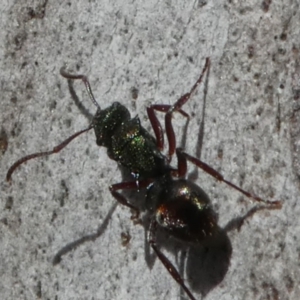 Polyrhachis hookeri at Bruce, ACT - 11 Aug 2024 01:23 PM