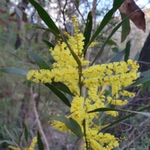 Acacia longifolia at Penrose, NSW - 9 Aug 2024