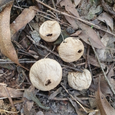 Lycoperdon sp. by Aussiegall