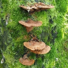 Unidentified Shelf-like to hoof-like & usually on wood at Penrose, NSW - 11 Aug 2024 by Aussiegall