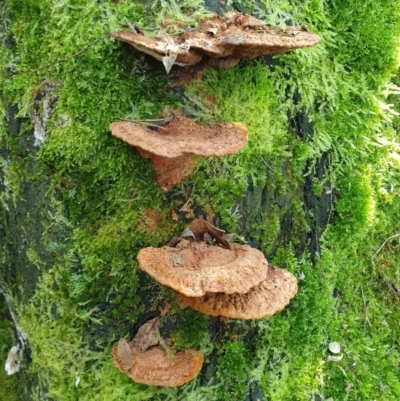 Unidentified Shelf-like to hoof-like & usually on wood at Penrose, NSW - 11 Aug 2024 by Aussiegall