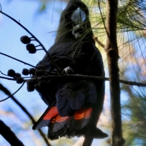 Calyptorhynchus lathami lathami at Moruya, NSW - suppressed