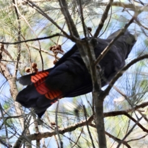 Calyptorhynchus lathami lathami at Moruya, NSW - suppressed