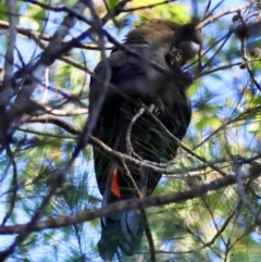 Calyptorhynchus lathami lathami at Moruya, NSW - 11 Aug 2024