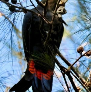 Calyptorhynchus lathami lathami at Moruya, NSW - suppressed