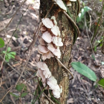 Stereum sp. by Aussiegall