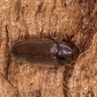 Aulonothroscus (Throscid beetle) at Fraser, ACT - 11 Aug 2024 by kasiaaus