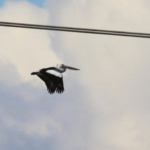 Pelecanus conspicillatus at Symonston, ACT - 11 Aug 2024 02:04 PM