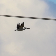 Pelecanus conspicillatus at Symonston, ACT - 11 Aug 2024 02:04 PM