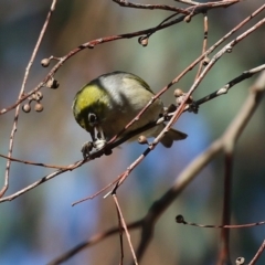 Zosterops lateralis (Silvereye) at Symonston, ACT - 11 Aug 2024 by RodDeb