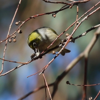 Zosterops lateralis (Silvereye) at Symonston, ACT - 11 Aug 2024 by RodDeb