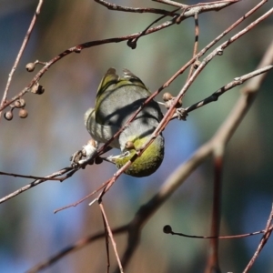 Zosterops lateralis at Symonston, ACT - 11 Aug 2024