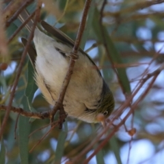 Zosterops lateralis at Symonston, ACT - 11 Aug 2024 02:36 PM