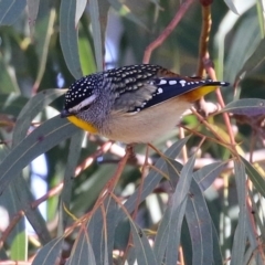 Pardalotus punctatus (Spotted Pardalote) at Symonston, ACT - 11 Aug 2024 by RodDeb