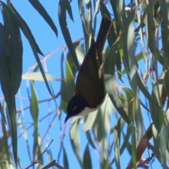 Melithreptus lunatus (White-naped Honeyeater) at Symonston, ACT - 11 Aug 2024 by RodDeb